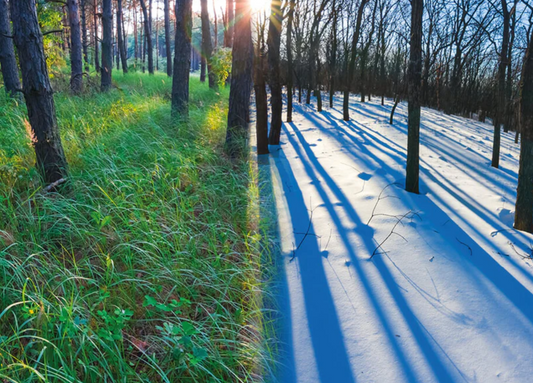 two_images_of_forest_in_winter_and_summer