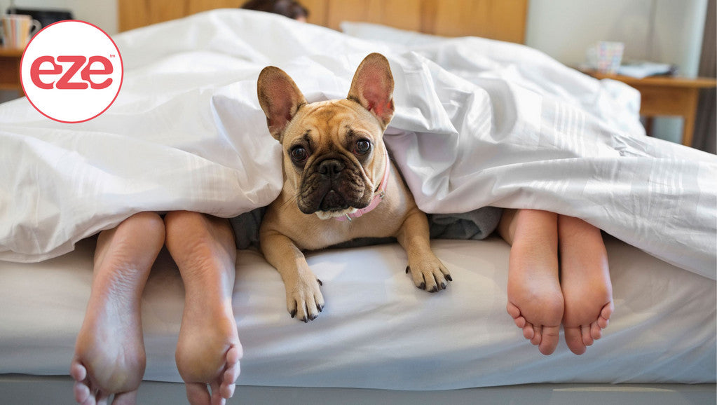 dog_in_bed_between_sheets_in_between_feet